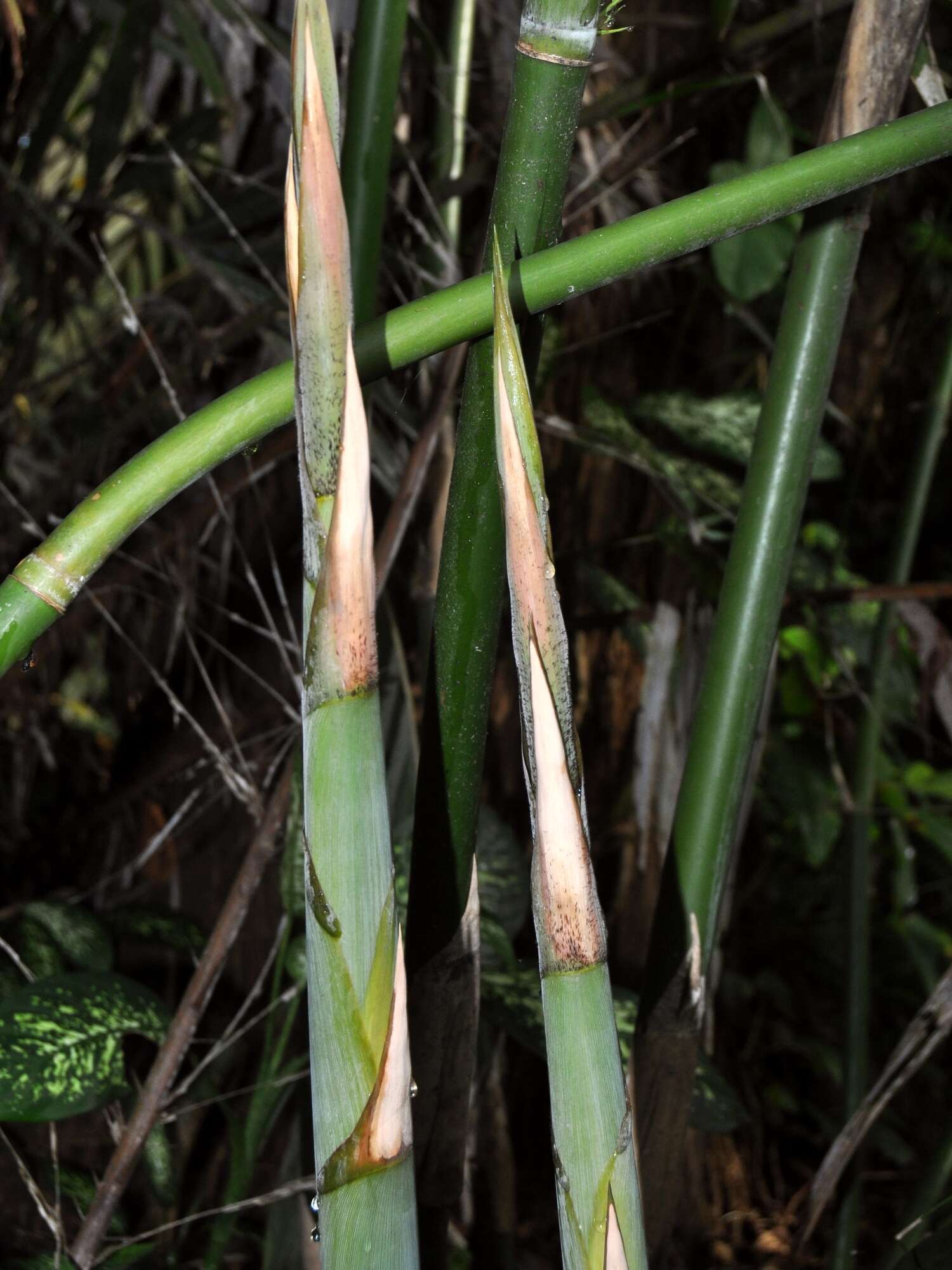 Image of hedge bamboo