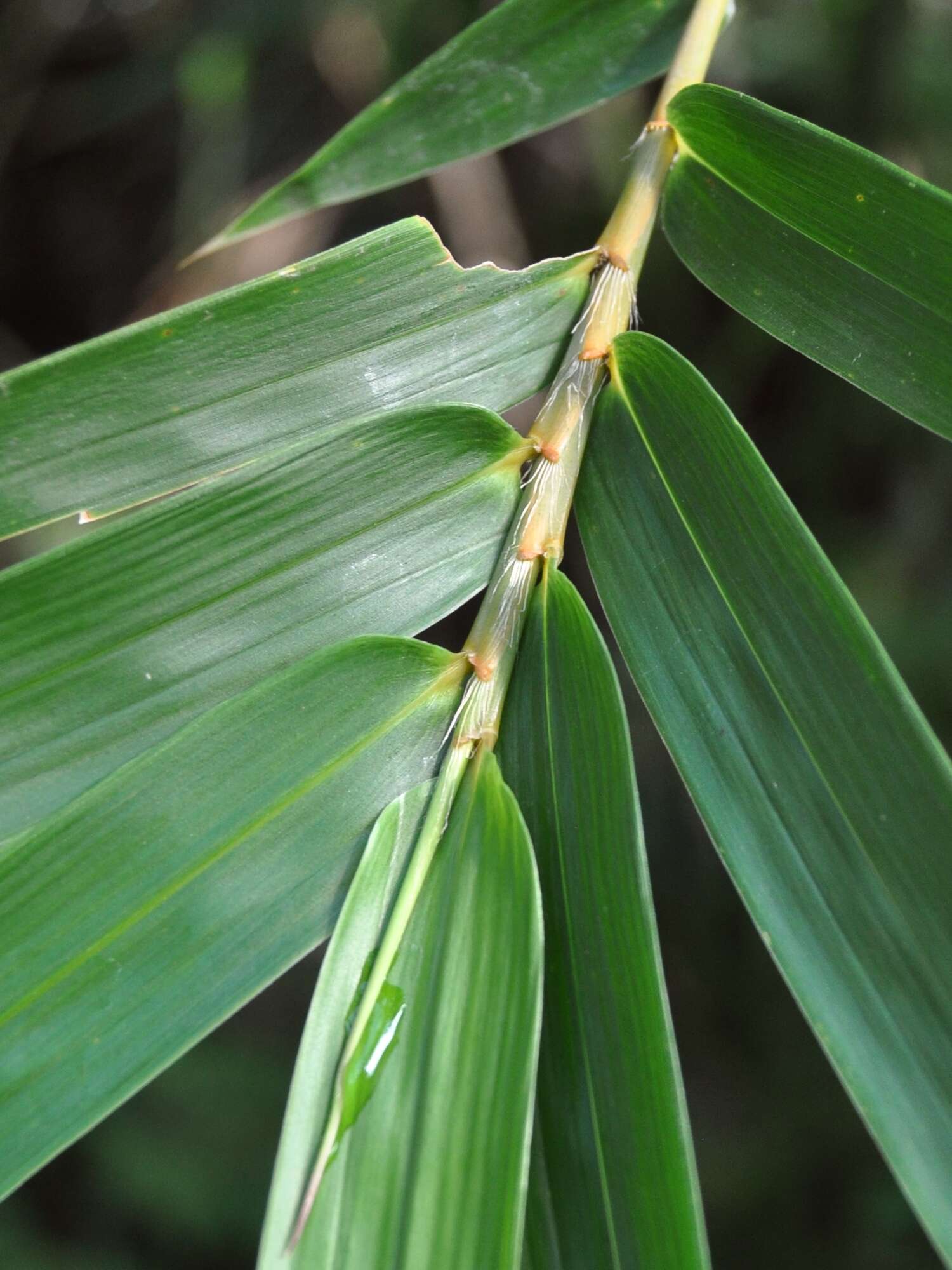 Image of hedge bamboo