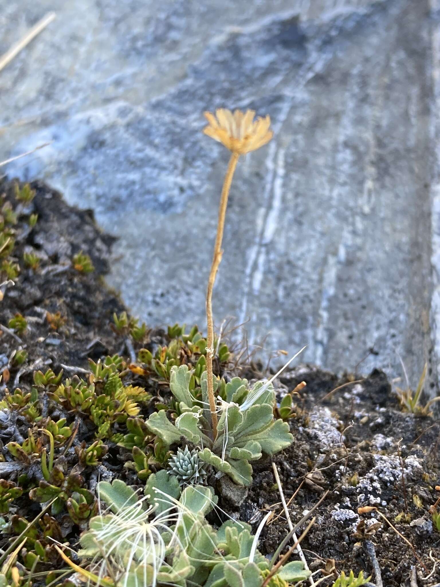 Image of <i>Brachyscome montana</i>