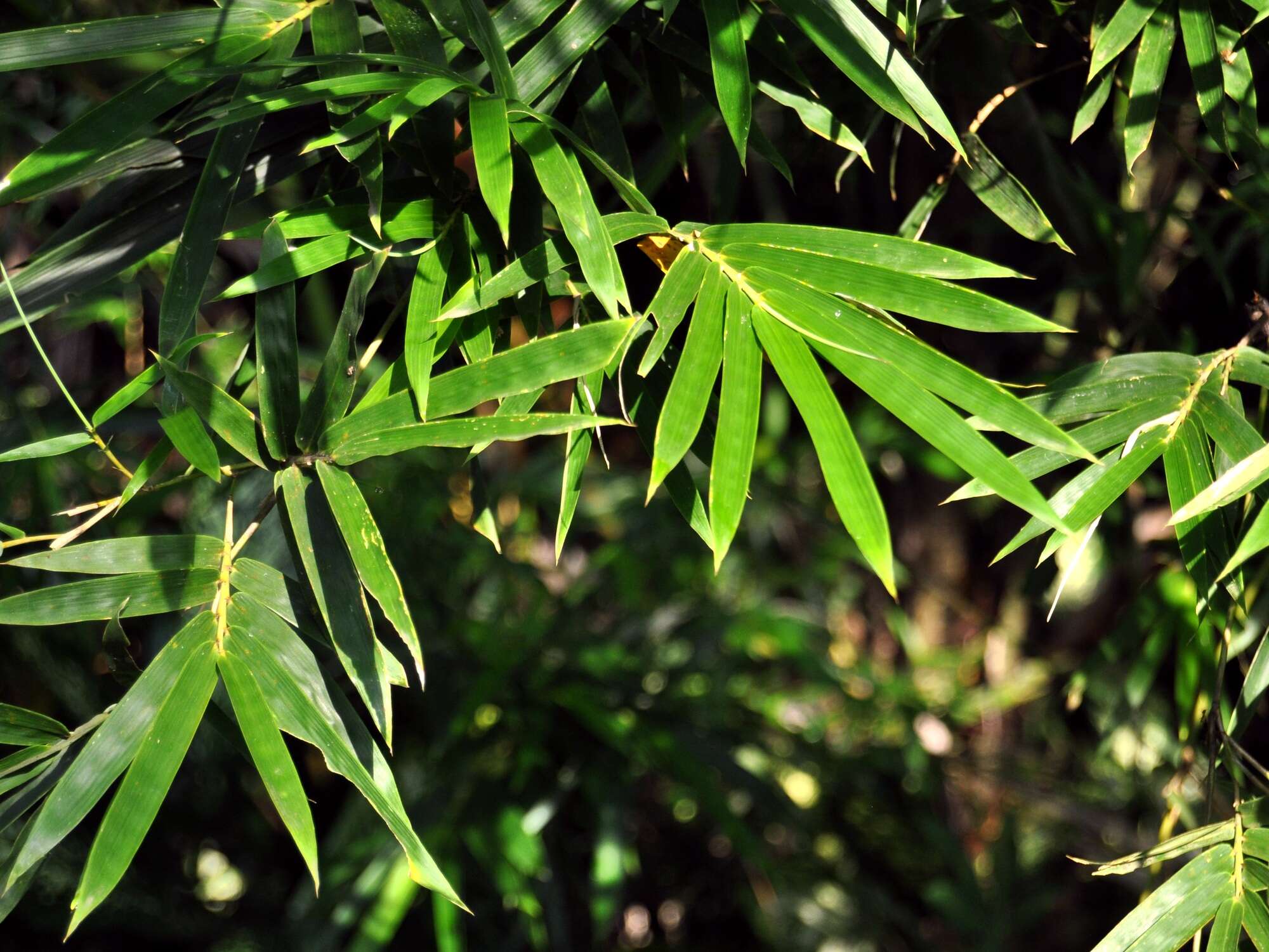 Image of hedge bamboo