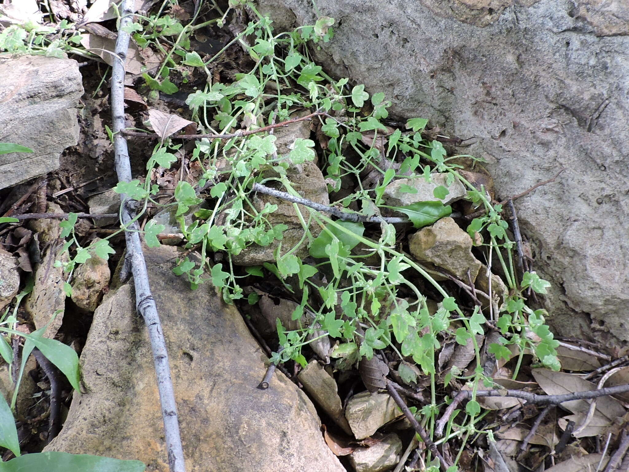 Image of hoary bowlesia