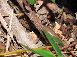 Image of Modest Ground Skink