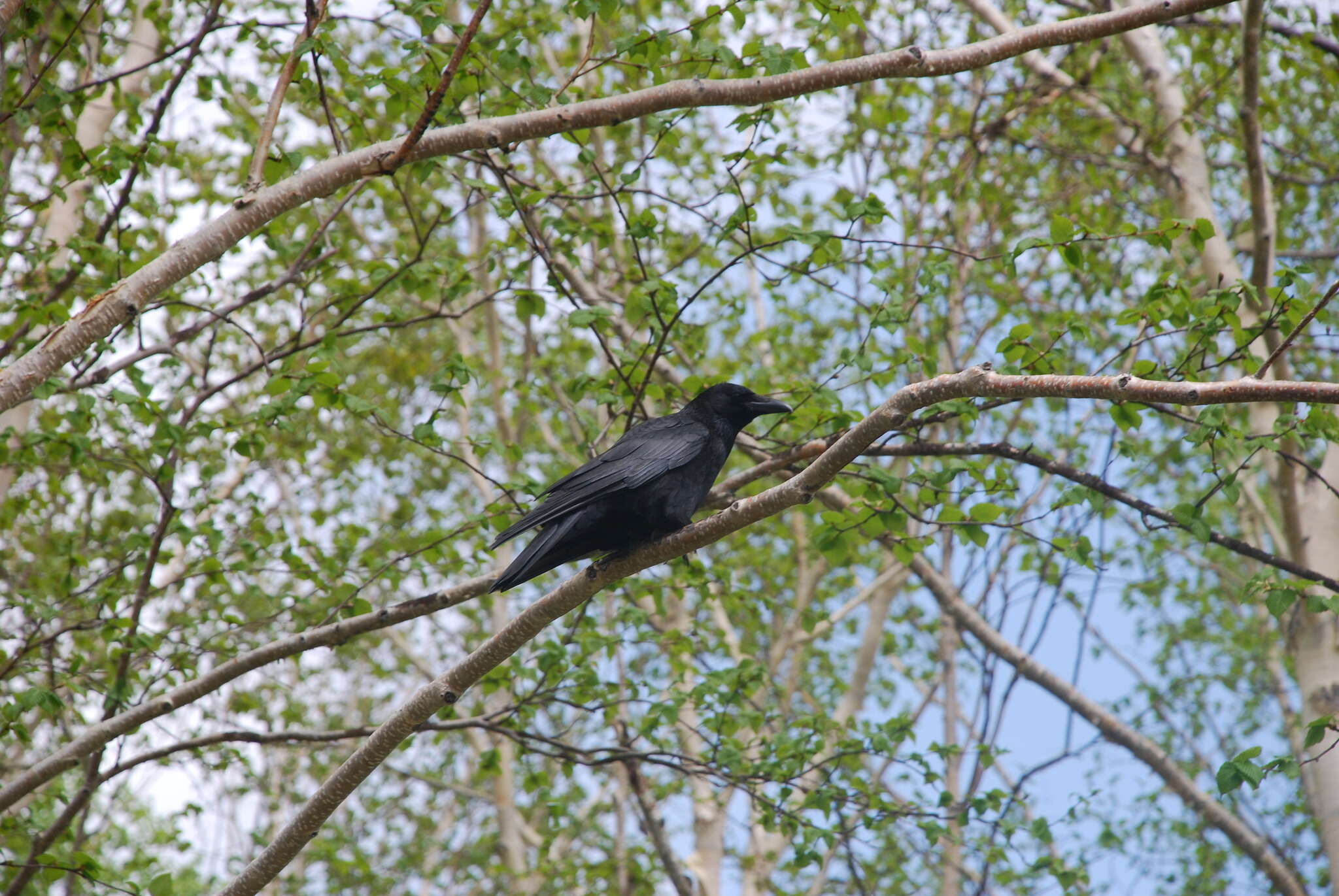 Image of Eastern Carrion Crow