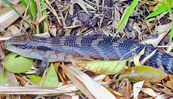 Image of eastern blue-tongued lizard