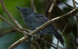 Image of Blackish Antbird