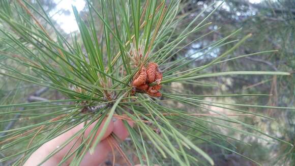 Image of Pinus nigra subsp. pallasiana (Lamb.) Holmboe