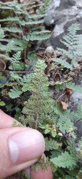 Image of Myriopteris chipinquensis (Knobloch & Lellinger) Grusz & Windham