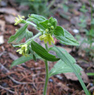 Слика од Lithospermum tuberosum Rugel ex A. DC.