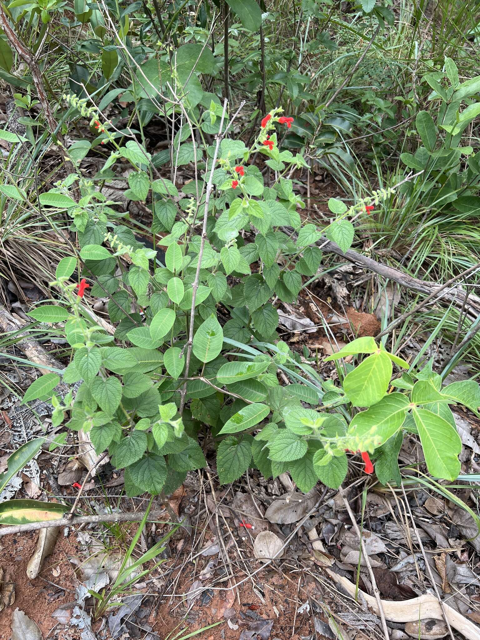 صورة Salvia grewiifolia S. Moore