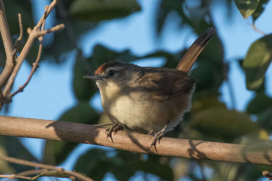 Image of Rufous-fronted Thornbird