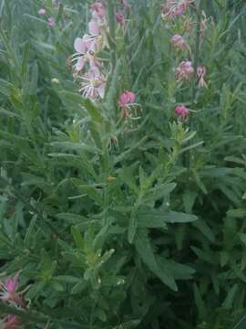 Image of Texas beeblossom