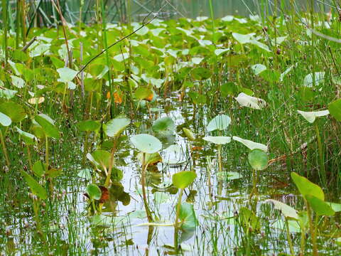 Image of Ornduffia reniformis (R. Br.) Tippery & Les