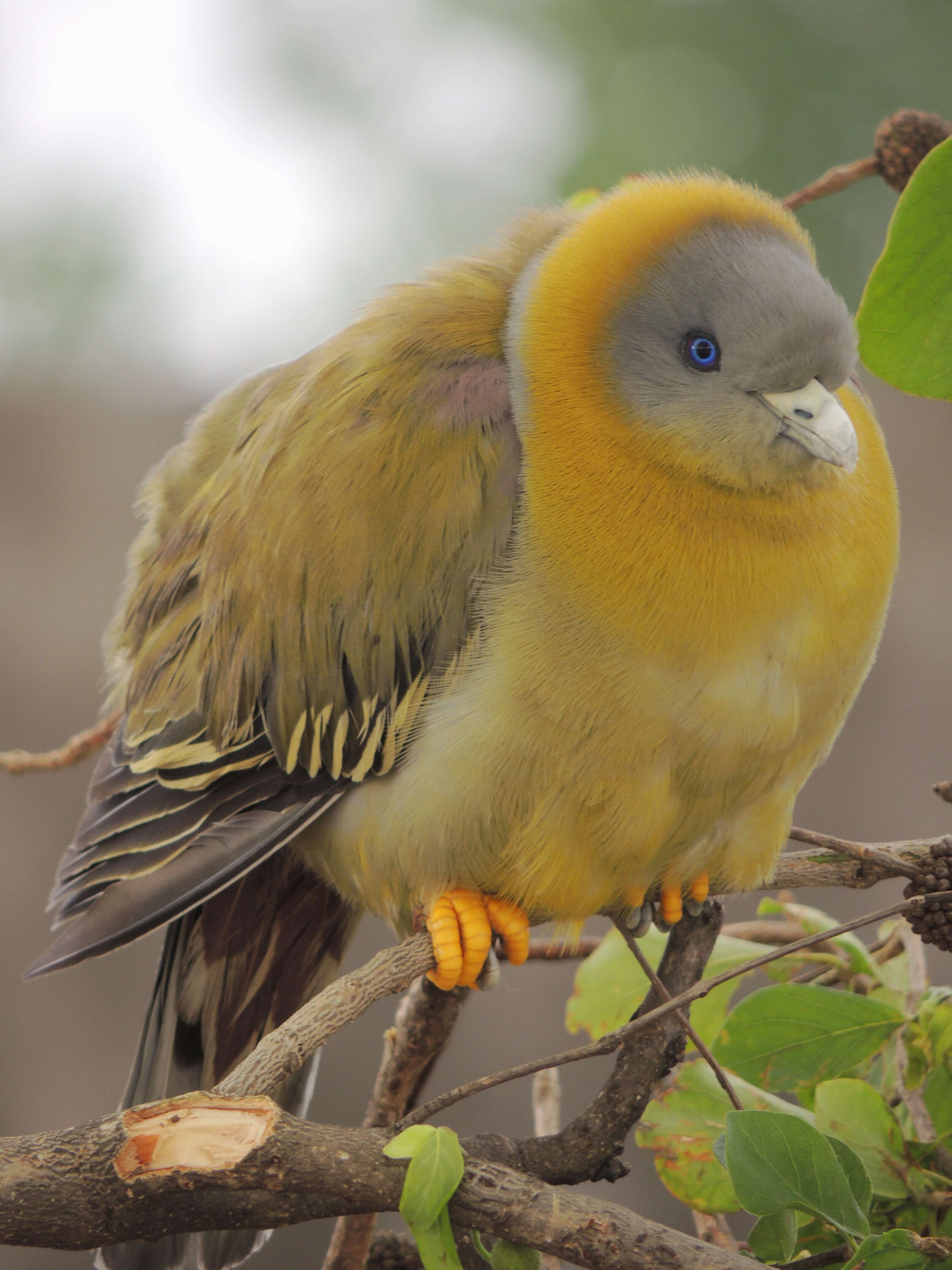 Слика од Treron phoenicopterus (Latham 1790)