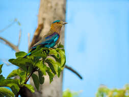 Imagem de Coracias benghalensis (Linnaeus 1758)