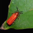 Image of Agonita tricolor (Chûjô 1933)