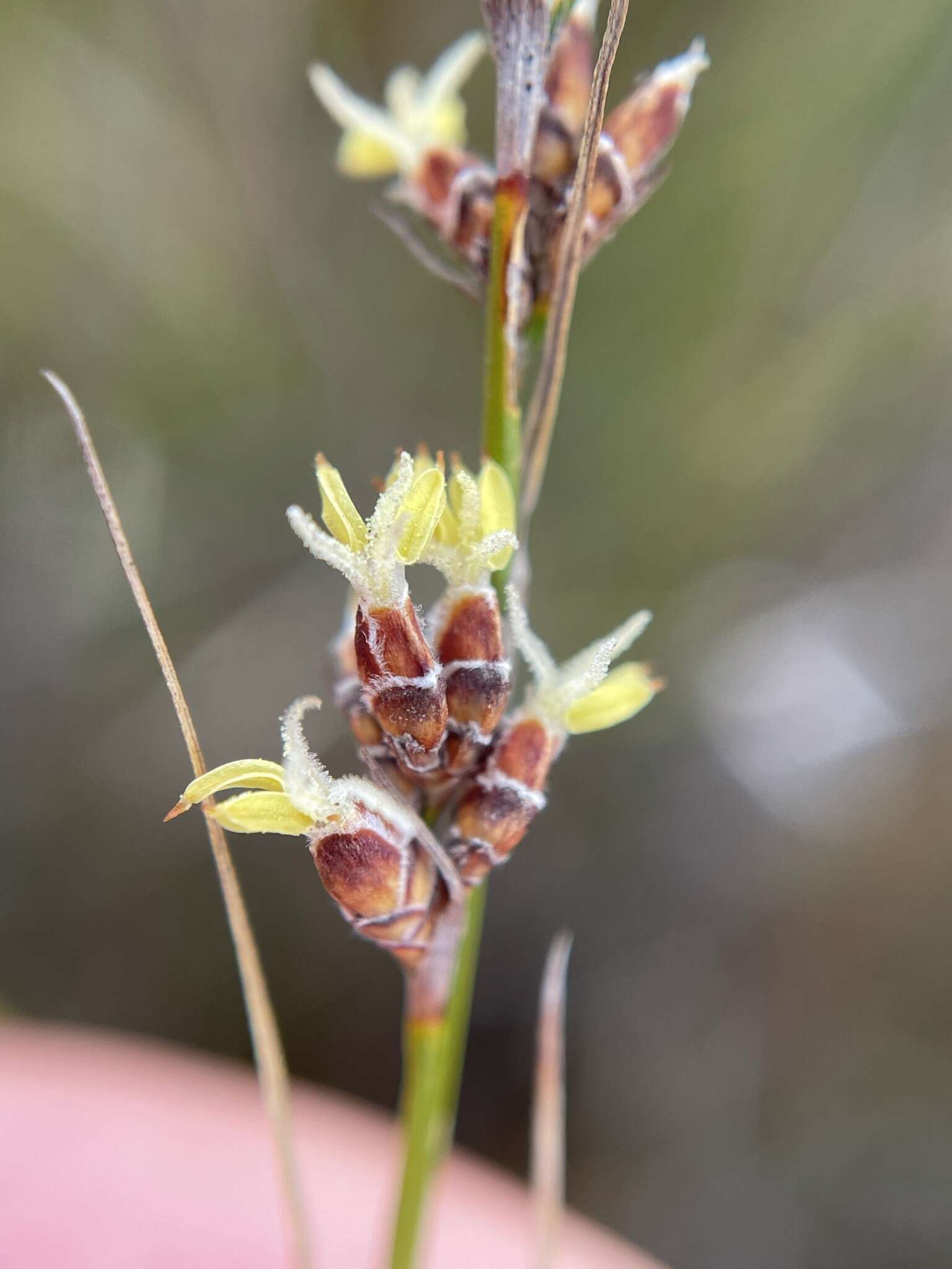 Sivun Tetraria fimbriolata (Nees) C. B. Clarke kuva