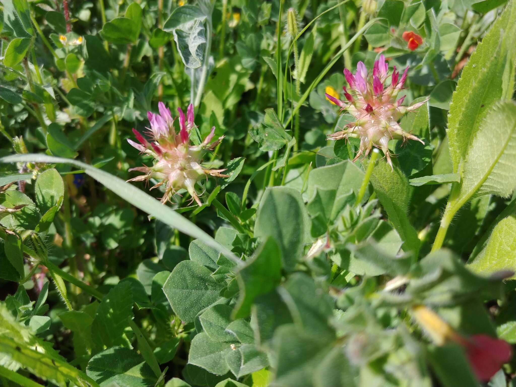 Imagem de Trifolium spumosum L.