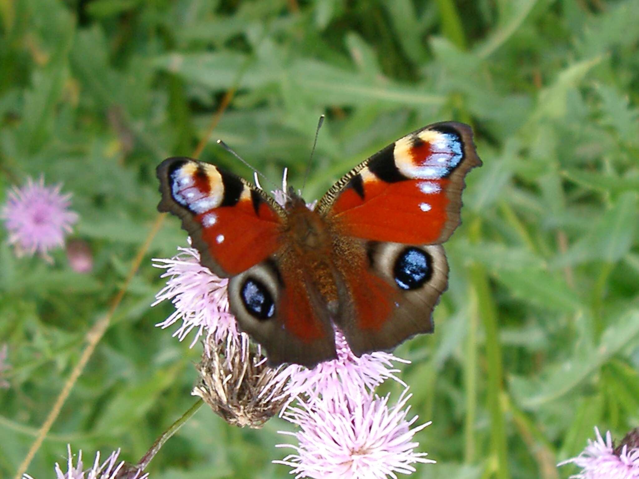 Image of Aglais io