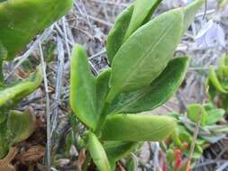 Image of Solanum africanum Dun.