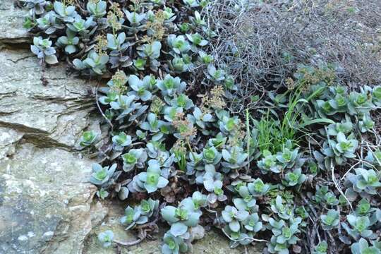 Image of Crassula lactea