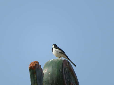 Image of Motacilla alba leucopsis Gould 1838