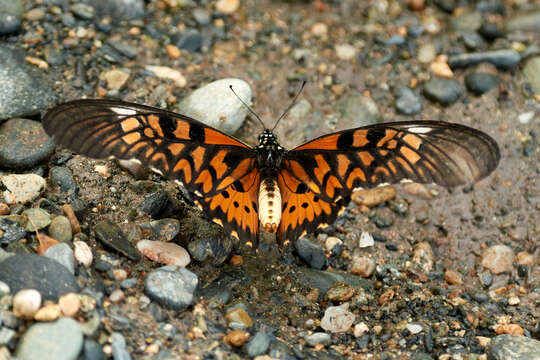 Image of African Giant Swallowtail