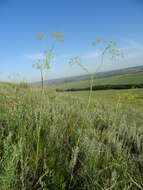 Image of Ferula tatarica Fischer ex Sprengel