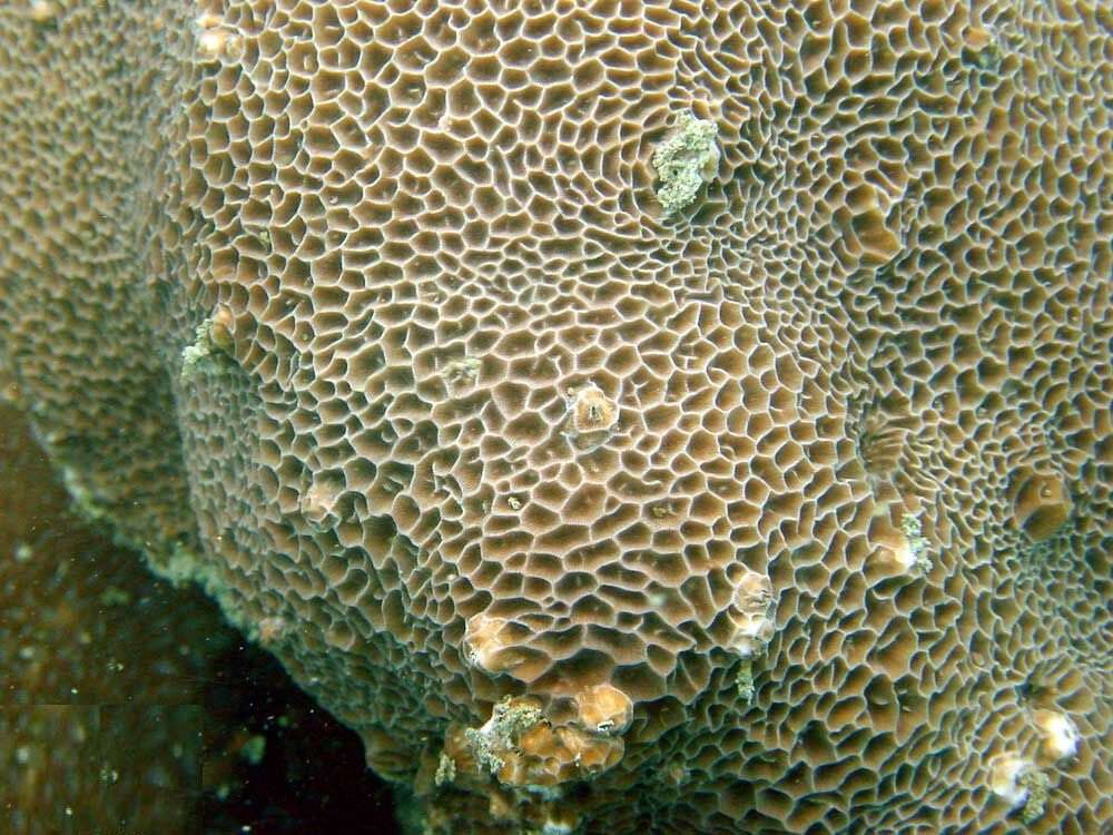 Image of Coral