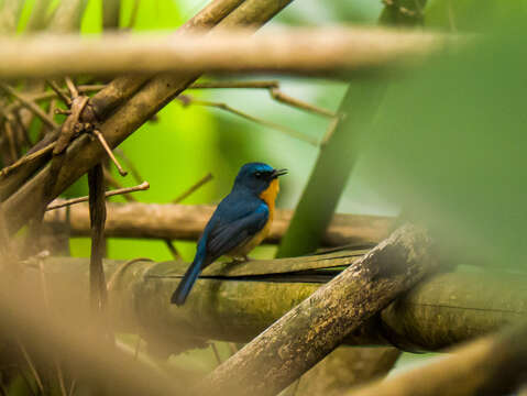 Image of Hill Blue-flycatcher