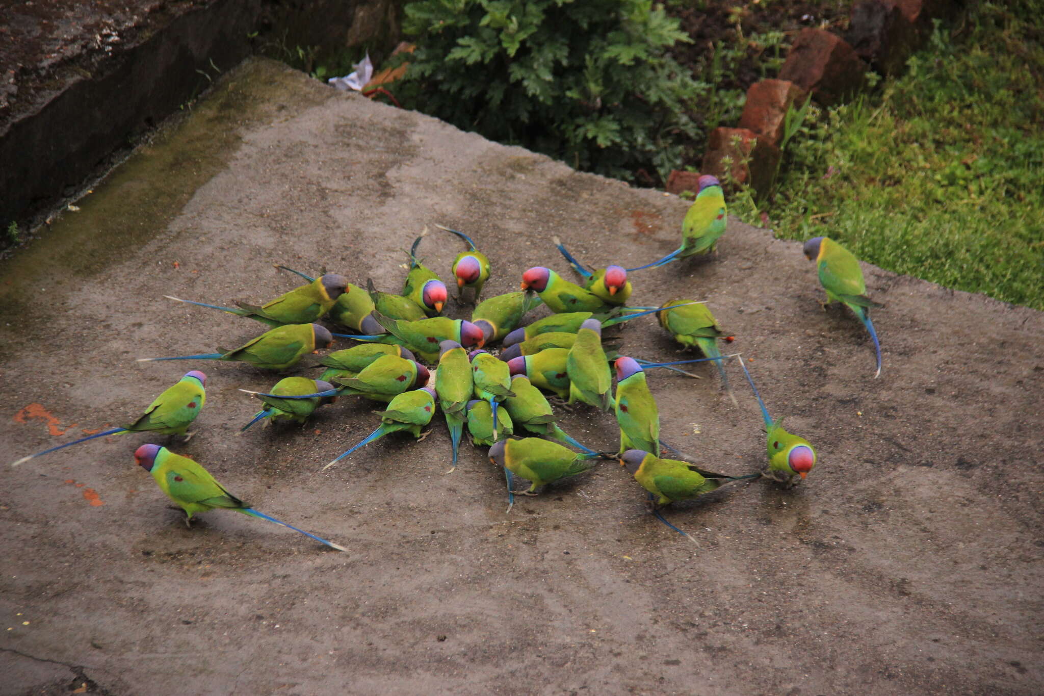 Image of Plum-headed Parakeet