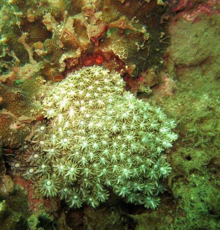 Image of Flowerpot corals