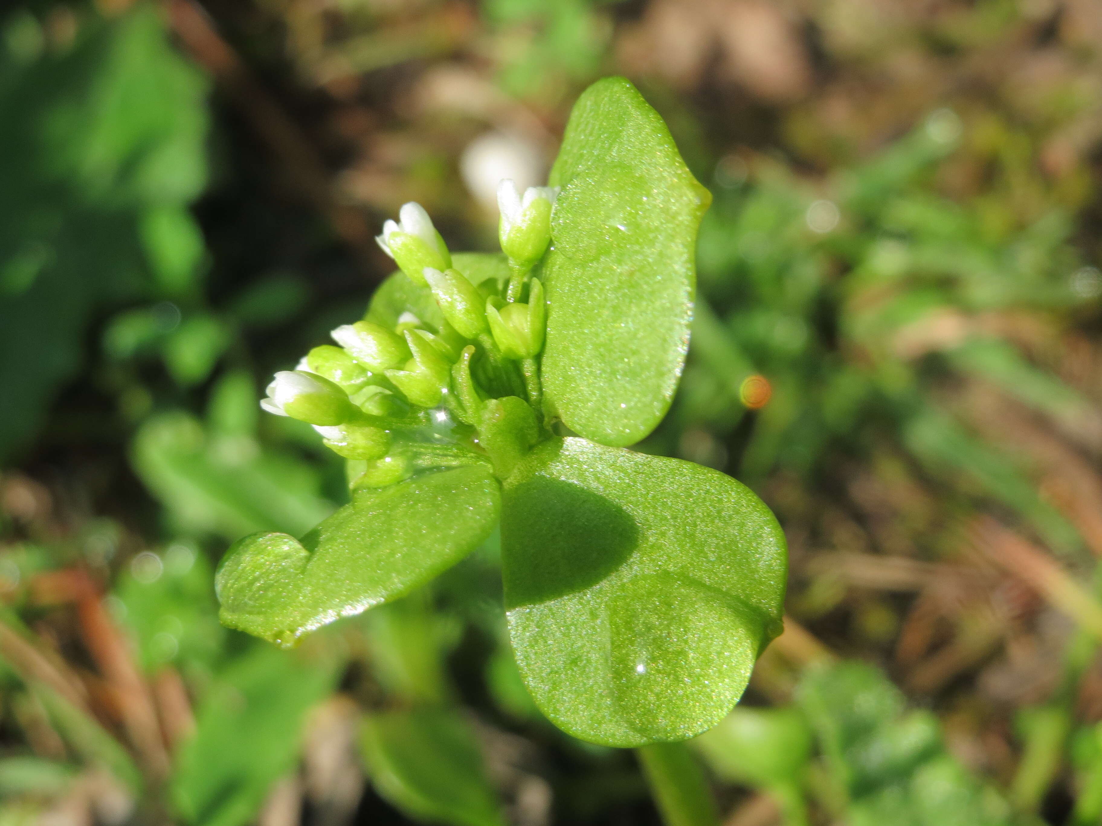 Image of Indian lettuce