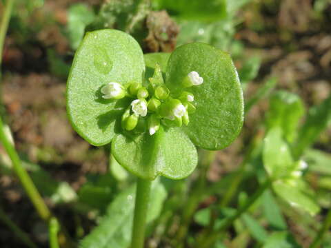 Image of Indian lettuce