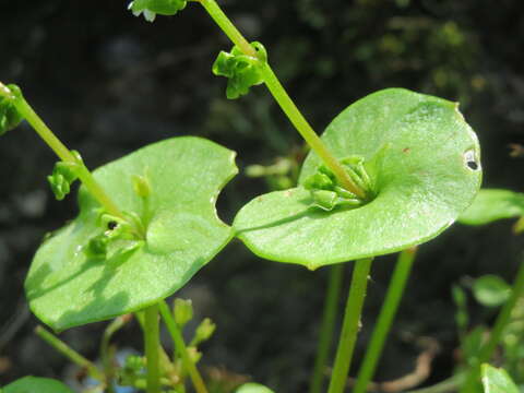 Image of Indian lettuce