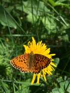 Image of <i>Boloria titania</i>