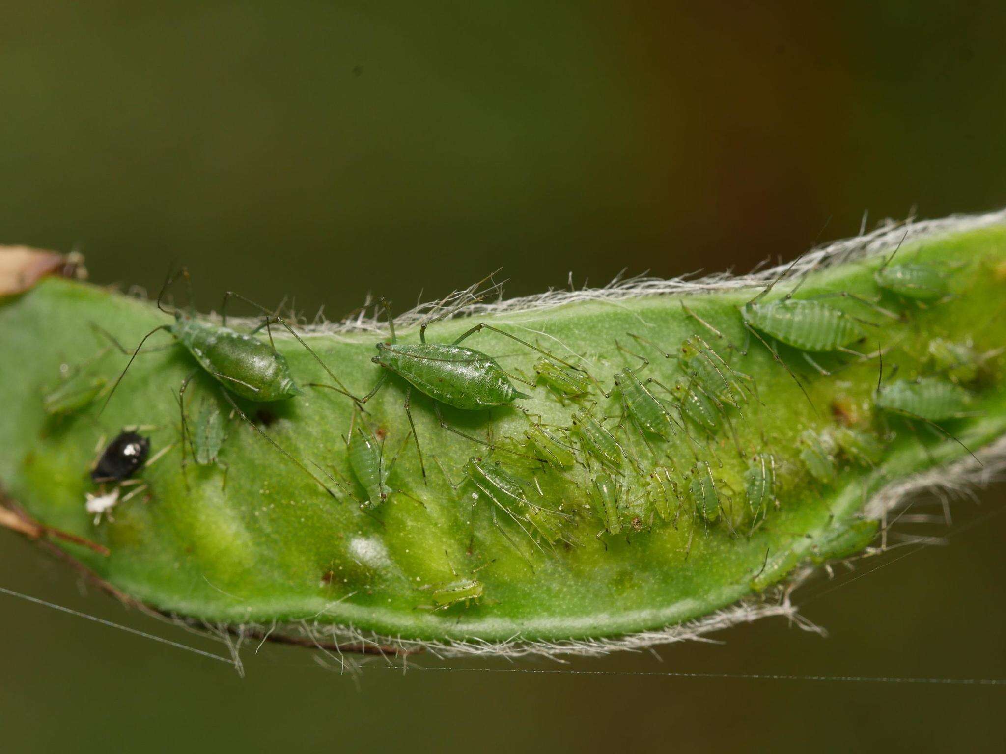 Image of pea aphid