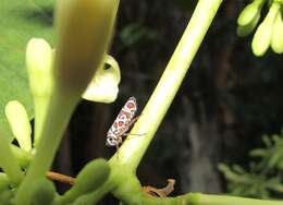 Image of Agrosoma exukanis Medler 1960