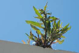 Image of Coastal Burnweed