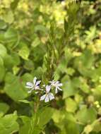 Imagem de Lythrum alatum subsp. lanceolatum (Elliott) A. Haines