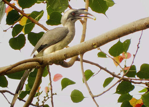 Image of Indian Grey Hornbill