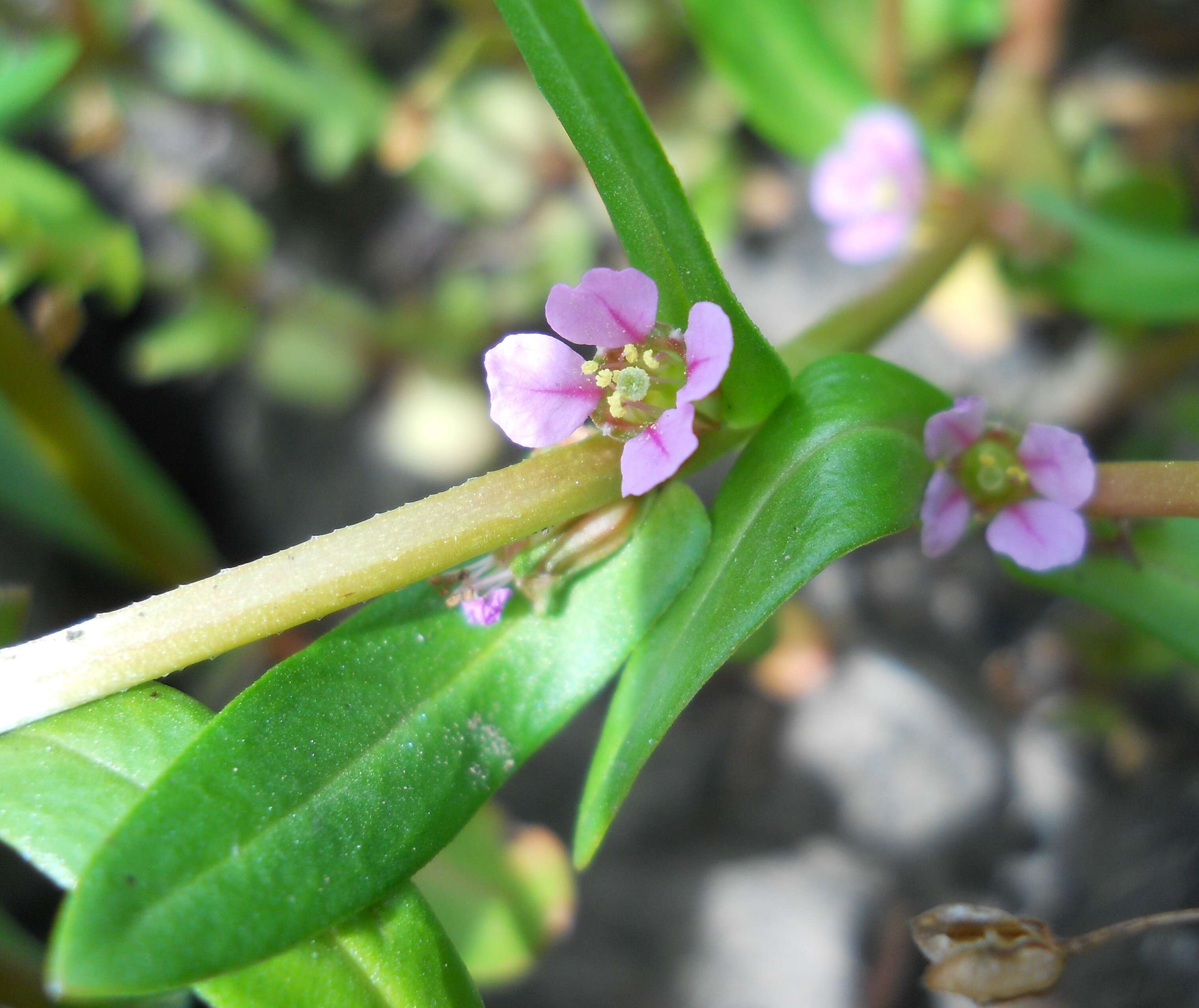 صورة Ammannia robusta Heer ex Regel