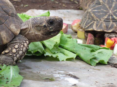 Image of Typical Tortoises