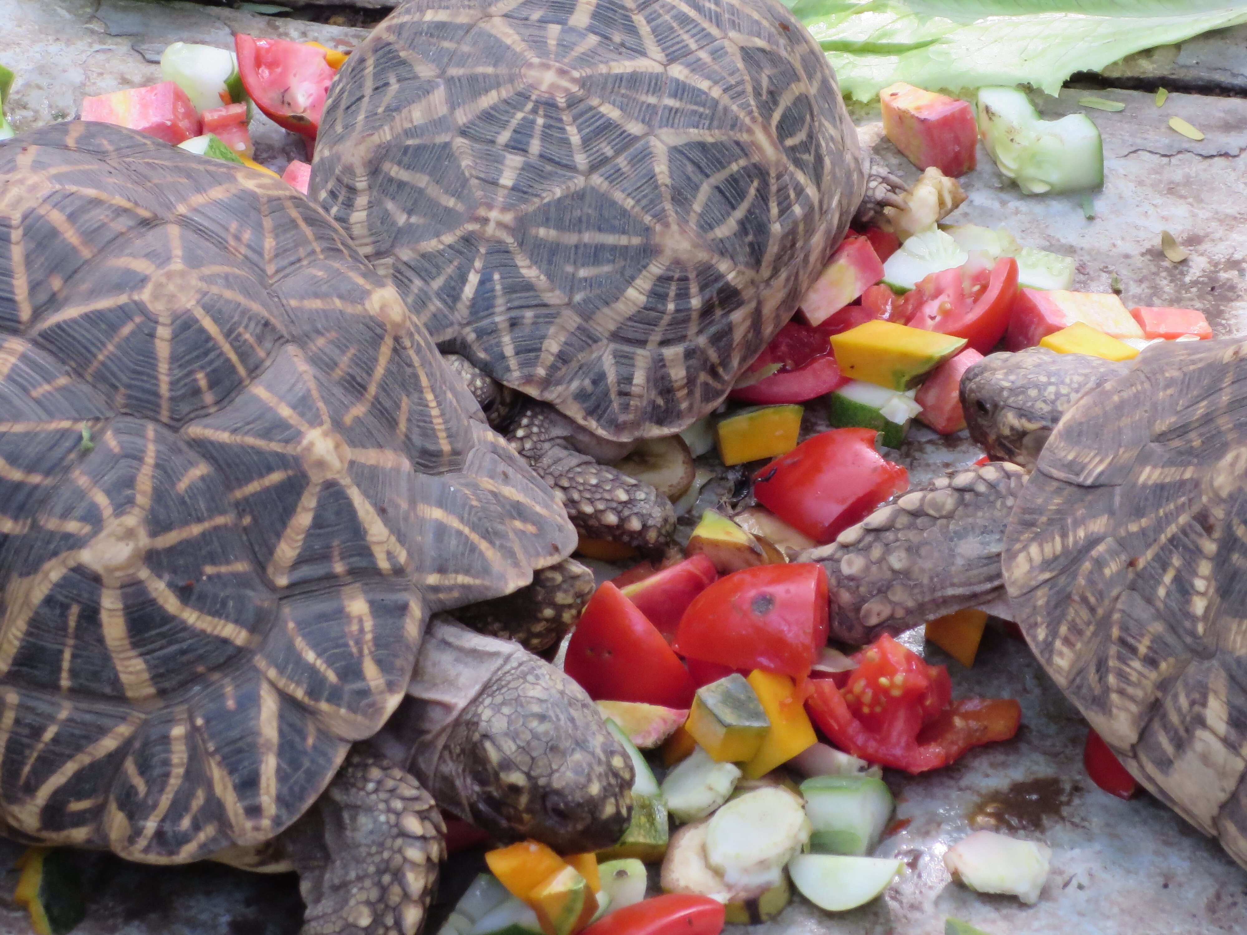 Image of Typical Tortoises