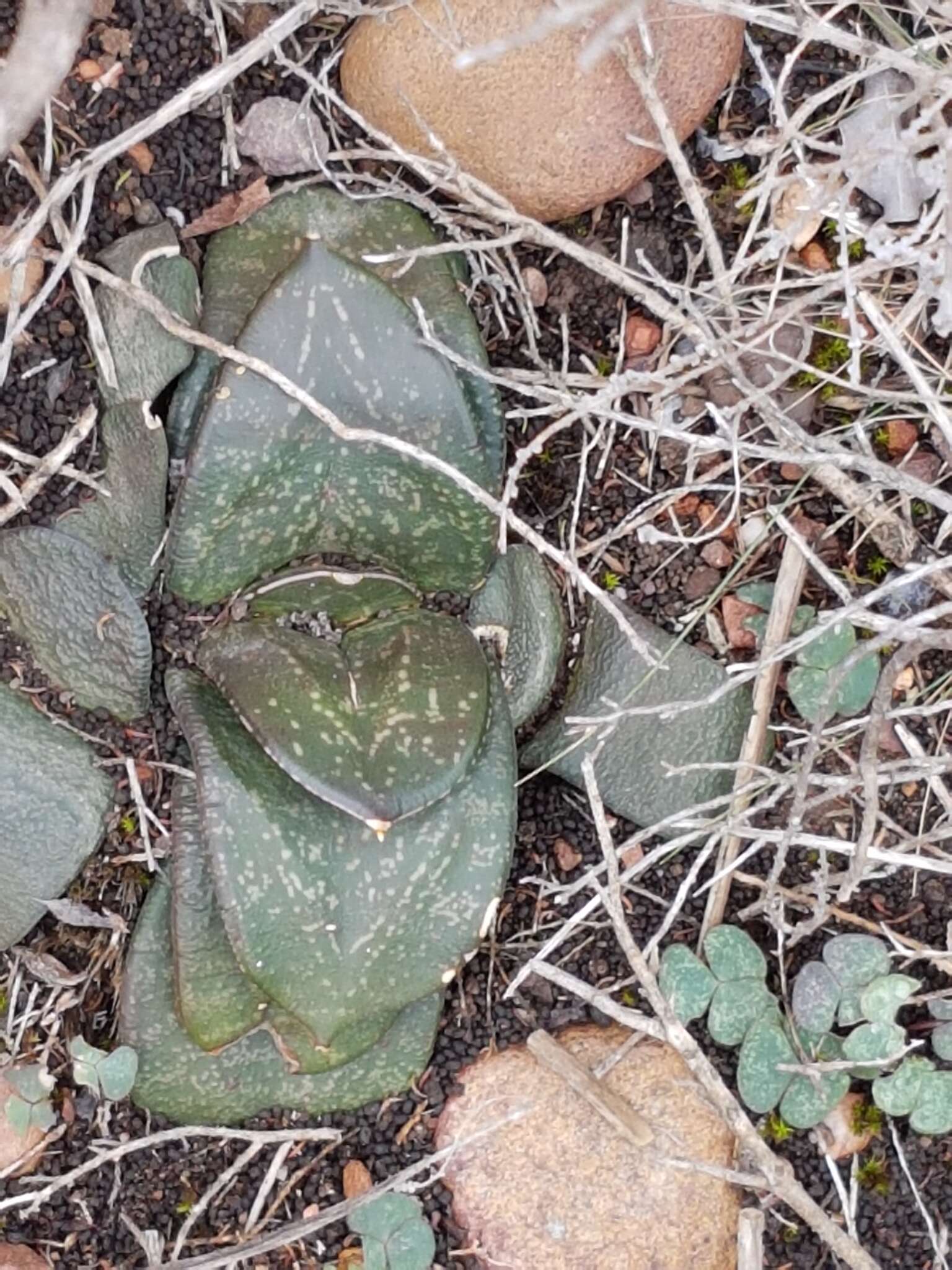 Image of Gasteria nitida (Salm-Dyck) Haw.