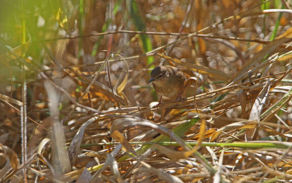 Image of Dalat Bush Warbler