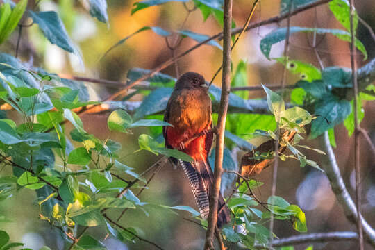 Image of Bar-tailed Trogon