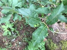 Image of alpine honeysuckle