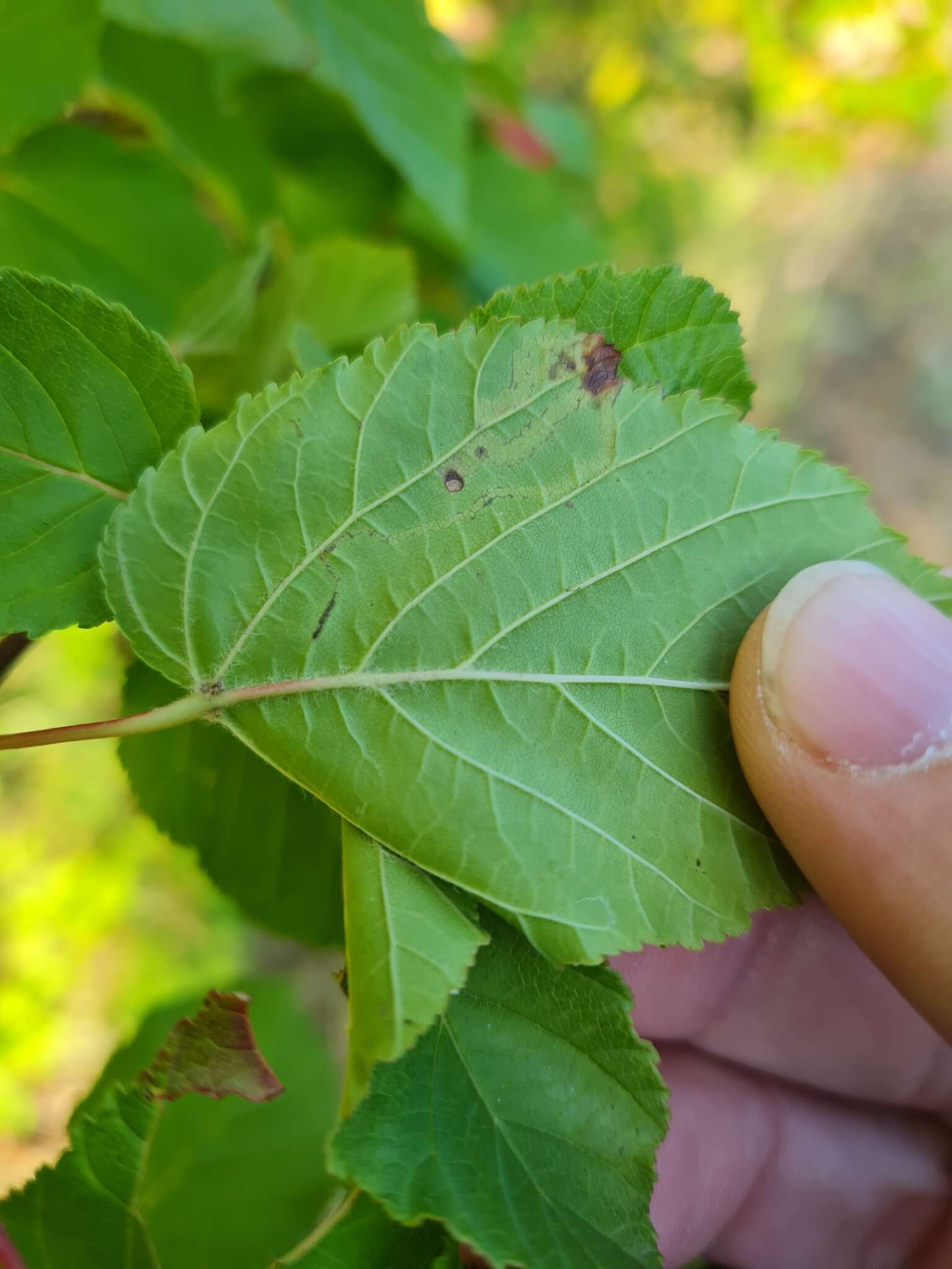 صورة Stigmella aceris (Frey 1857) Gerasimov 1952