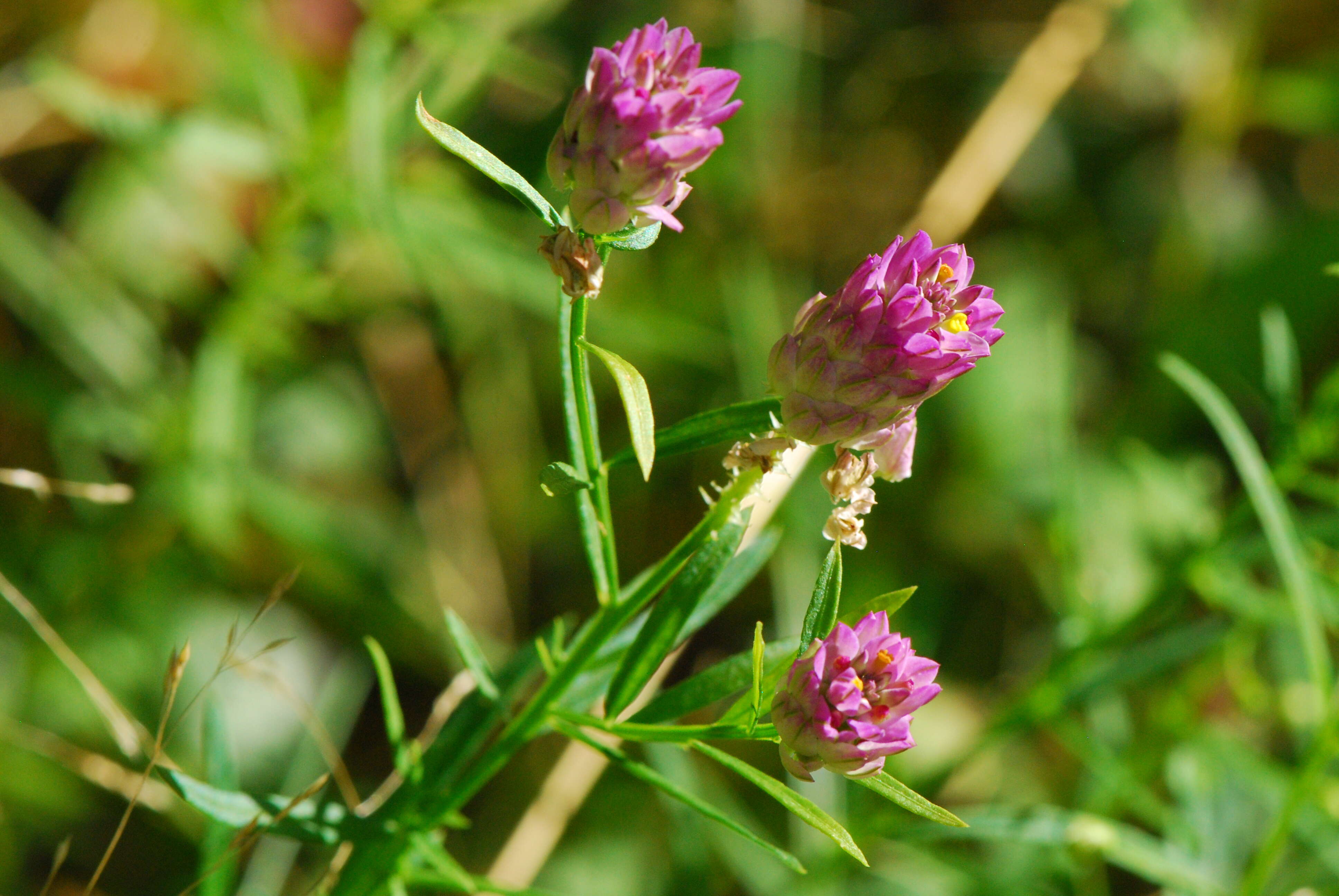 Image of blood milkwort
