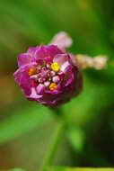 Image of blood milkwort